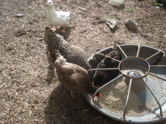 Hühner, die gerne Katzenfutter essen und eine Ente