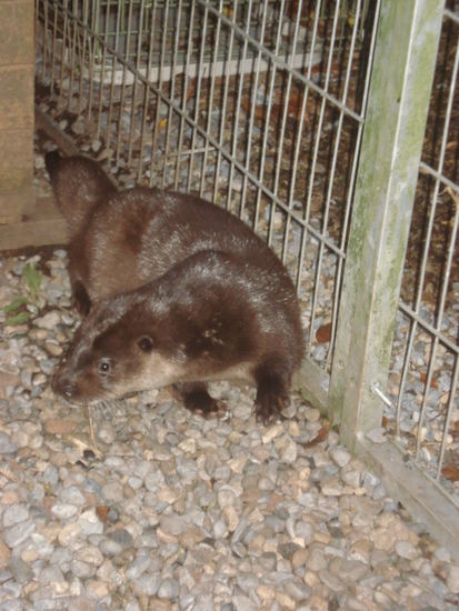 das ist Sammy, der Otter