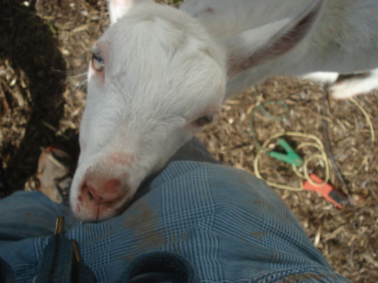 Milky nach dem Streichen