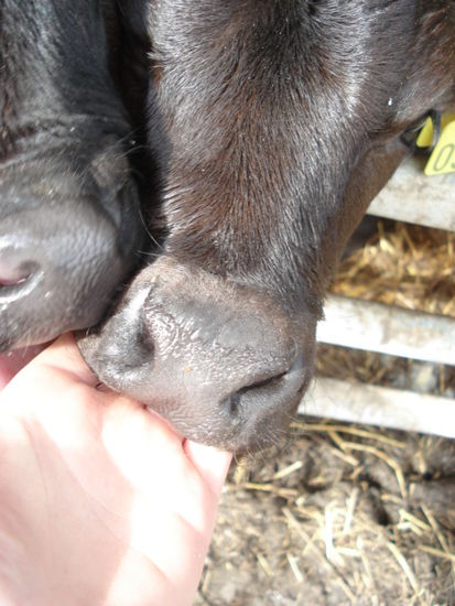wirkungsvolle Methode, um die Kälbchen davon abzuhalten, einem anderen Kälbchen die Milch wegzutrinken: sie an der Hand lutschen lassen - allerdings nicht ganz ungefährlich