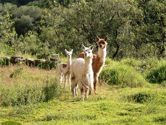 Die Lamas aus dem Hotel