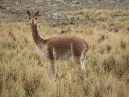 Vicunjas in dem Nationalpark Pampa Galeras