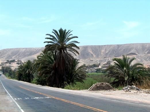 Panamericana mit Palmen