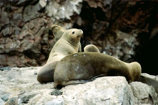 Seelöwen machen viel "siesta"