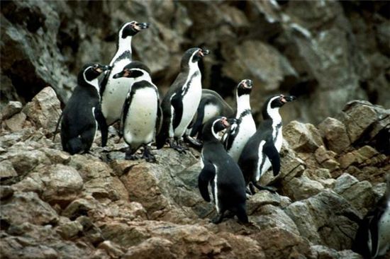 Pinguine