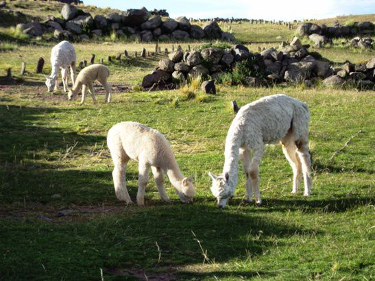 Lamas