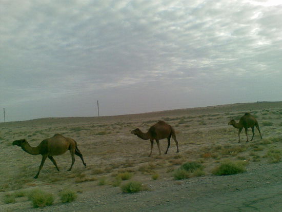 Hunderte von Kamelen (oder warens Drometaren???), immer kauend und schmatzend neben uns