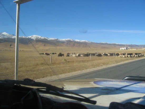 Dann gings weiter nach Golmud, wo wir die vielen Herden verschiedenster Tierarten bewundern konnten. Die Yaks haben uns auf Anhieb gefallen