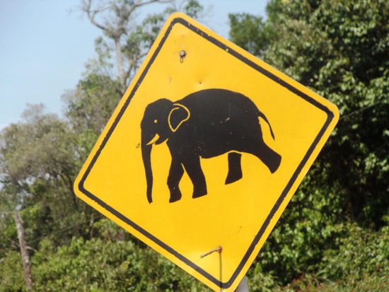 Auf der Fahrt von Sihanoukville nach Kon Kong. Achtung Elefanten!! Hat uns jedoch keiner auf der Strasse gekreuzt