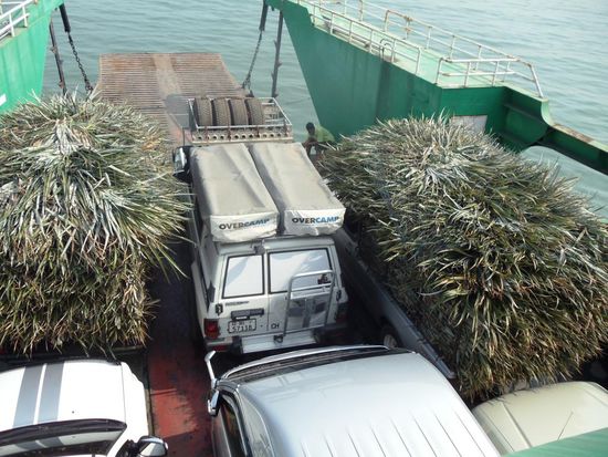 Eingezäumt zwischen Elefantengras. Koh Chang heisst übersetzt; Elefanteninsel. Alles klar??