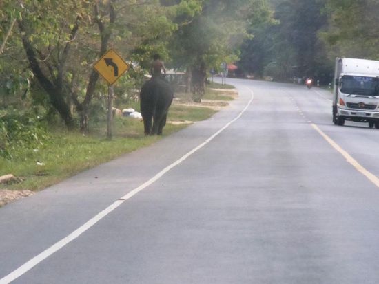 Wir haben ja schon etliche Tiere erlebt, welche mit uns die Strassen "geteilt" haben. In Thailand sind es immer wieder Elefanten.