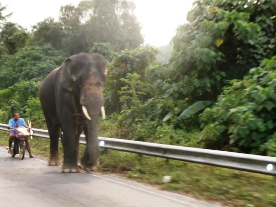 Sind schon gewaltige Dinger, diese Elefanten!!
