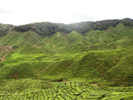 ...mit vielen Teeplantagen