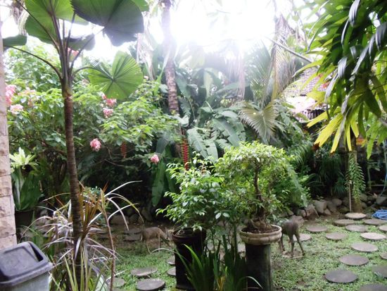 1Es sah nicht nur wie im Dschungel aus, wo wir wohnten-auch die Geraeusche unterschiedlichsten Tiere waren hier immer zu horen.