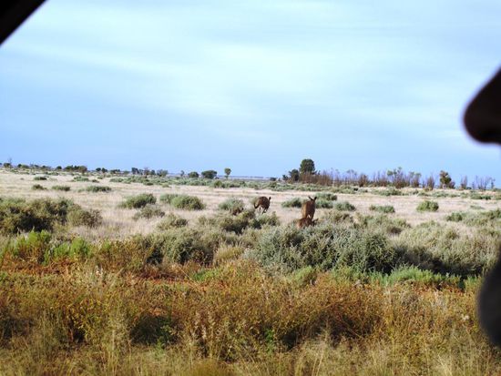 endlich Kängeruhs...