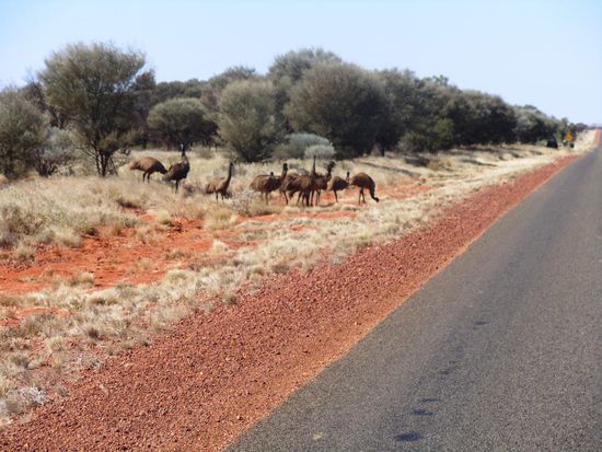 Diese Emu's haben wir doch noch vor die Kamera gekriegt. So bald wir anhielten um Fotos aus der Naehe zu machen, rannten sie weg.