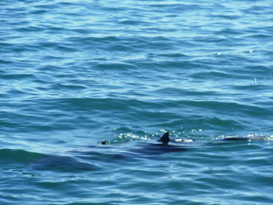 Aber die Delphine kamen immer nur rasch an die Oberfläche und ich war meistens zu spät. Also, hier, eine Flosse...