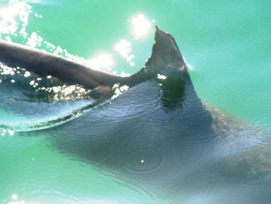 Diesen habe ich ein bisschen besser erwischt.