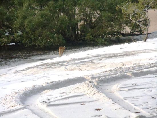 Wir haben uns strikte an die Vorgaben und Regeln betreffend "Verhalten gegenüber Dingos" gehalten. Daher keine Dingofotos - nur diesen von hinten beim Abzotteln..