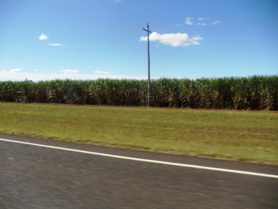 Auf dem Weg von Hervey Beach nach Bargara, vorbei an den unendlichen Zucherrohrfeldern