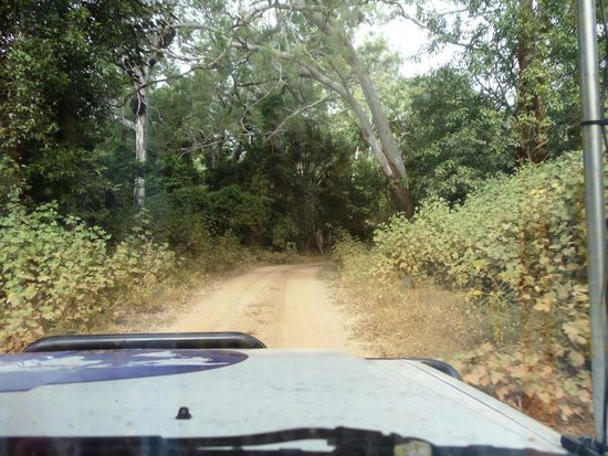 Wir fuhren durch Wälder...