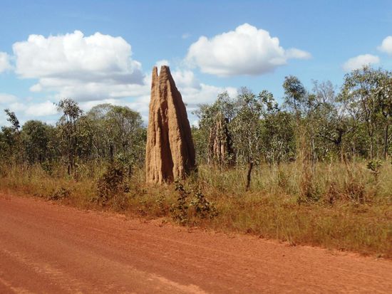..vorbei an unzähligen Termitenhügeln