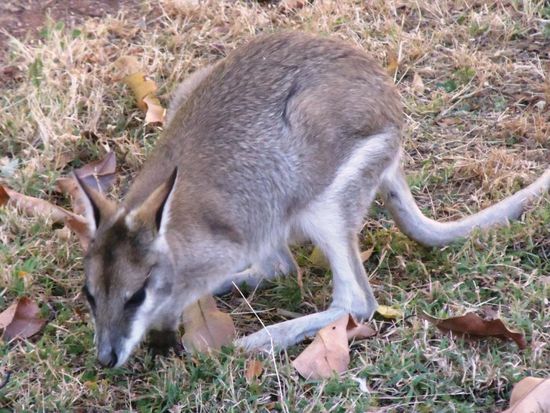 Dieser Georgetown Wallaby leistete uns auch noch Gesellschaft