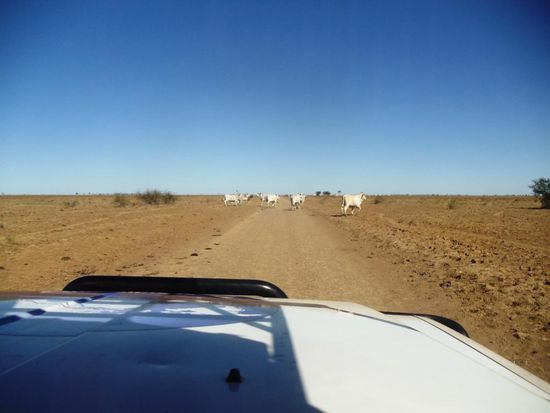 Ab jetzt wurden die Strassen rauher und es hat sehr viele Rinder und Kühe, welche erst im letzten Augenblick wild davonrennen