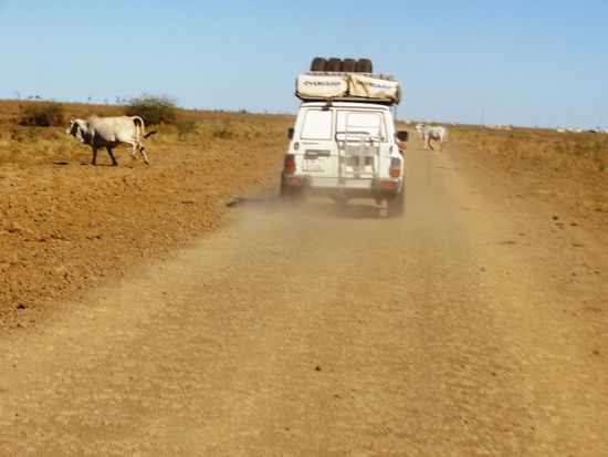 Wir machten immer schön die Strasse "Rinderfrei" für Fredi und Denis