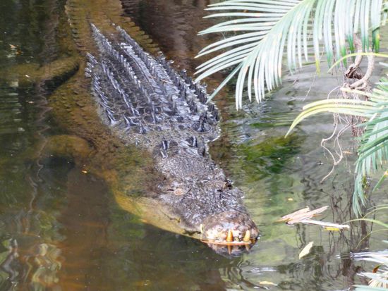 Eigentlich sollte es hier auch keine Krokodile haben...