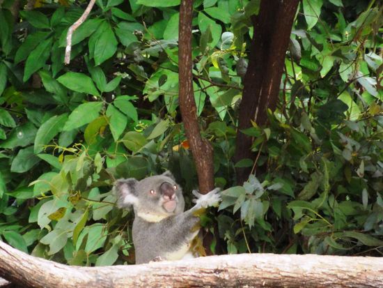 Wir schicken euch heisse Tages- und kalte Nächtegrüsse aus der Australischen Wüste.