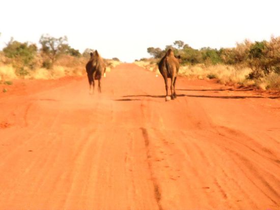 Dann gings am Morgen weiter auf der Tanami Road - eskortiert..