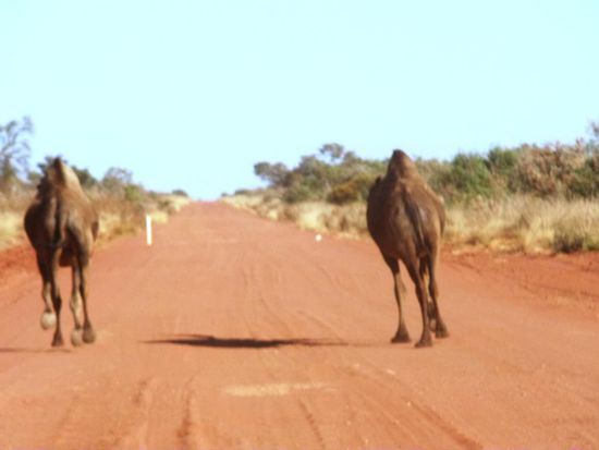 Diese beiden Kamele,Dromedare....rannten sicher eine Minute vor uns her, bis sie sich ins Gebüsch schickten. Sah lustig aus und wir hatten unseren Spass