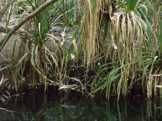 Hier ist er jetzt. Der zwei Meter lange Mister Crocodile, direkt neben unserem Campingplatz.  Man muss schon genau hinsehen, damit man ihn sieht. Aber Urs gab für dieses Foto wirklich ALLES!!