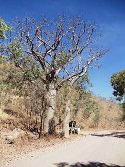 Diese Flaschenbäume gefallen mir. Sie werden bis zu zehn Meter dick und über eintausend Jahre alt