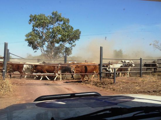 Beim Besuch des Home Valley, wo Rinderzucht betrieben wird, musste ich zuerst diese Rinder vorbeiziehen lassen - und wieder einmal ein wenig Staub schlucken..