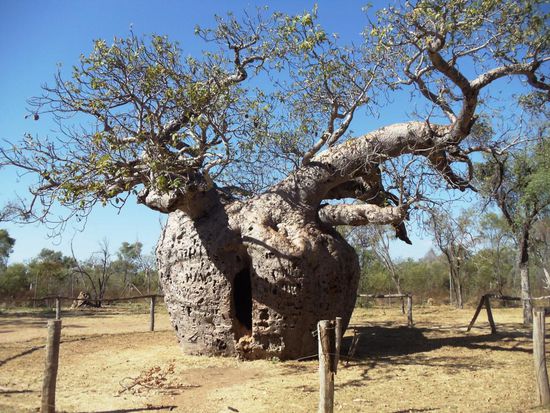 In Derby besichtigte ich noch den Flaschenbaum, welcher früher sogar als Gefängnis benutzt wurde.