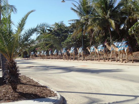 Kamele auf dem Weg zum Cable Beach