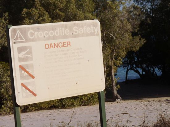 Daher hat es hier auch Salzwasserkrokodile.