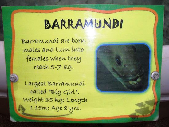 In Arm Point besichtigten wir die dort betriebene Fischzucht. War sehr interessant. Besonders für mich, dass der Barramundi als Mann geboren wird und nach Erreichen von 5-7 Kilo zum Weibchen wird.