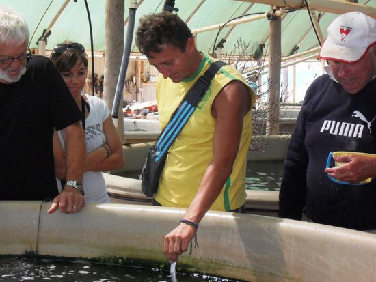 Durfte dann diese Barramundi füttern