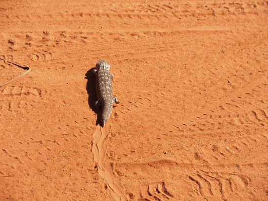 Mein neuer Nachbar auf dem Garagengelände. Kann mich nicht mehr an den Namen erinnern. Klang in etwa so wie blue tang.