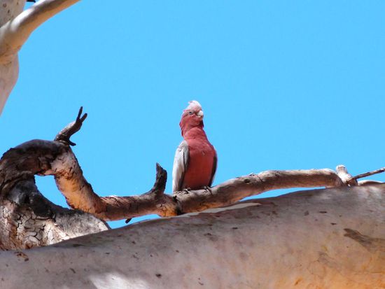 Er hat dem Fredy ganz genau zugeschaut, dass ja alles mit rechten Dingen zugeht.