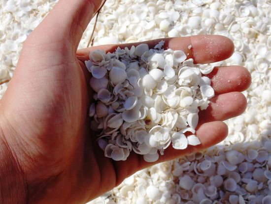 Aus diesen kleinen Dingerchen besteht der ganze Strand