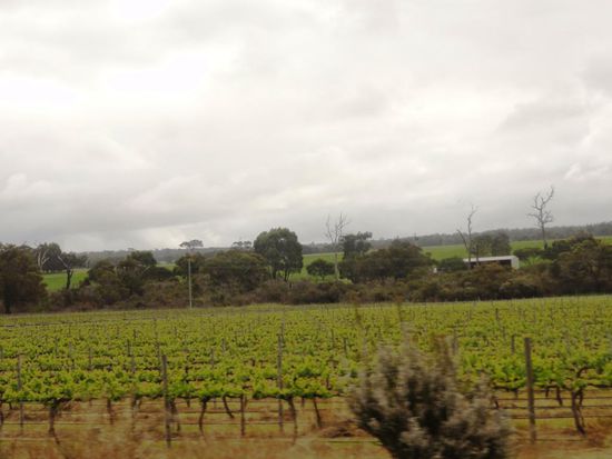 ...viele Weinberge..