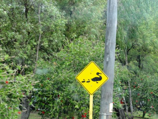 Wir fuhren weiter und achteten natürlich auf die Enten