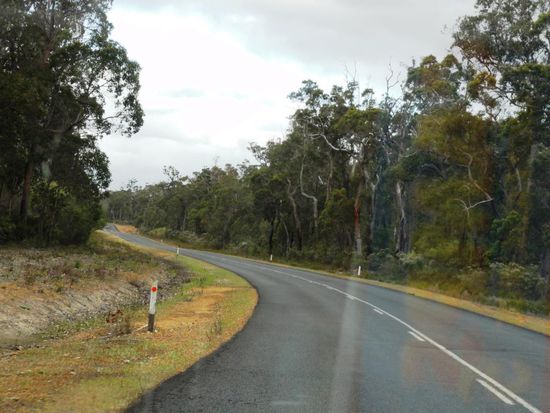 Ein paar Kilometer ausserhalb von Margareth River fanden wir im Wald..