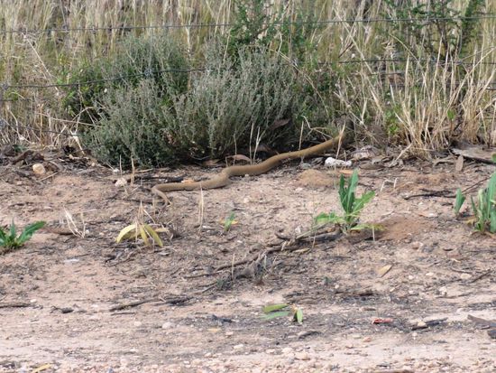 Und sie begrüsste uns am nächsten Morgen - nett,he?