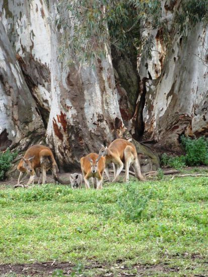Hier sahen wir das erste Mal die roten Riesenkängurus, bei welchen die Männchen bis zu 180cm gross werden.