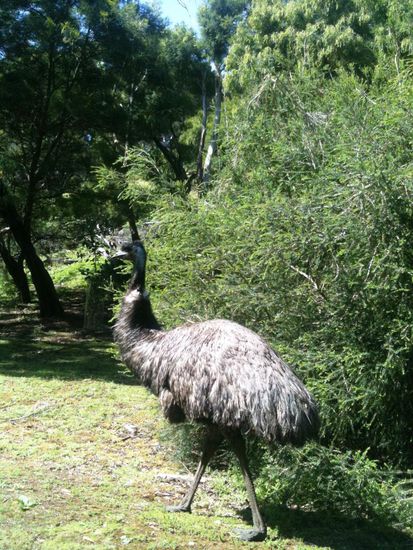 Die nicht scheuen Emu's spazierten immer schön mit uns mit
